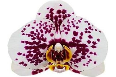 Orchid Variety Thumbnail Harlequin.jpg